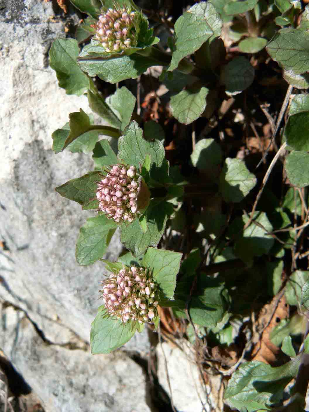 pianta da ID - Valeriana sp.